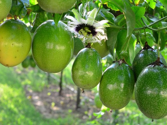 Epagri promove encontros no Sul Catarinense para fortalecer a cadeia do maracujá